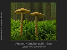 Amiant-Körnchenschirmling, Cystoderma amiantinum