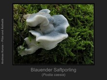 Blauender Saftporling, Postia caesia