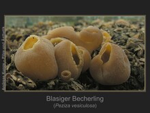 Blasiger Becherling, Peziza vesiculosa