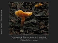 Gemeiner Trompetenschnitzling, Tubaria furfuracea