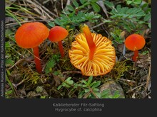 Kalkliebender Filz-Saftling, Hygrocybe cf.&nbsp;calciphila?