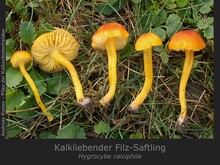 Kalkliebender Filz-Saftling, Hygrocybe calciphila