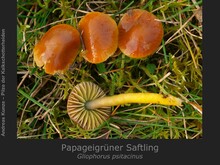 Papageigrüner Saftling, Gliophorus psittacinus