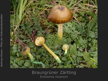 Braungrüner Zärtling, Entoloma incanum