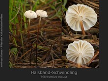 Halsband-Schwindling, Marasmius rotula