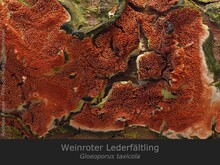 Weinroter Lederfältling, Gloeoporus taxicola