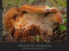 Gebänderter Harzporling, Ischnoderma benzoinum