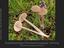 Graulilastieliger/Flockenschuppiger Zärtling, Entoloma griseocyaneum