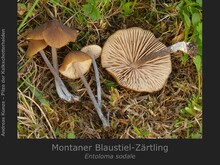 Montaner Blaustiel-Zärtling, Entoloma sodale