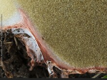 Rötliche Wurzeltrüffel, Rhizopogon roseolus