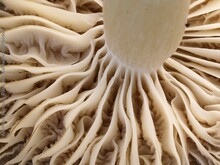 Dattelbrauner Ellerling, Cuphophyllus colemannianus