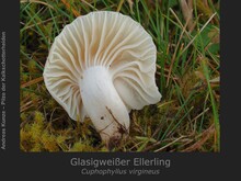 Glasigweißer Ellerling, Cuphophyllus virgineus