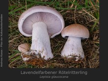 Lavendelfarbener Rötelritterling, Lepista glaucocana
