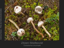 Zitzen-Stielbovist, Tulostoma brumale