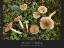 Weiden-Fälbling, Hebeloma mesophaeum