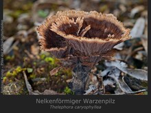 Nelkenförmiger Warzenpilz, Thelephora caryophyllea